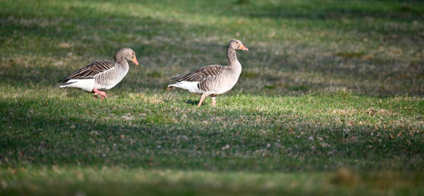 istock greylag goose walking on grass Motala Sweden 1485037400
