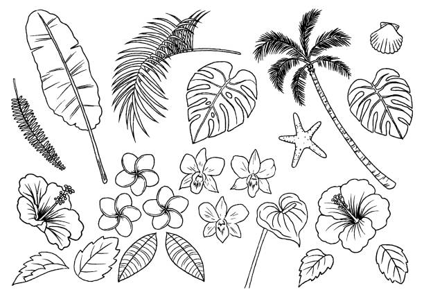 тропические растения рисованный линейный рисунок набор значков - яссы stock illustrations
