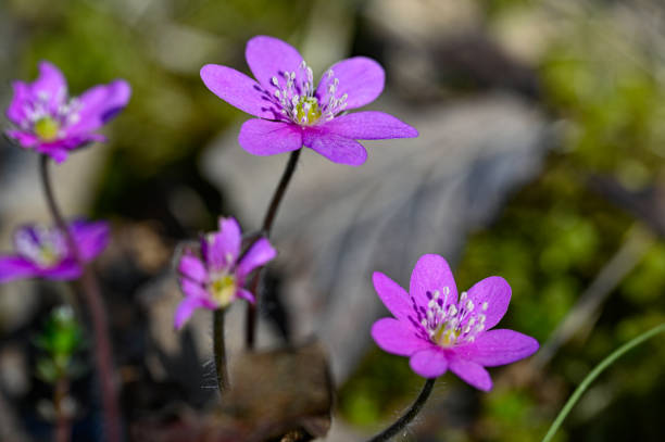 blue anemone hepatica close up Hallabrottet Kumla Sweden april 22 2023