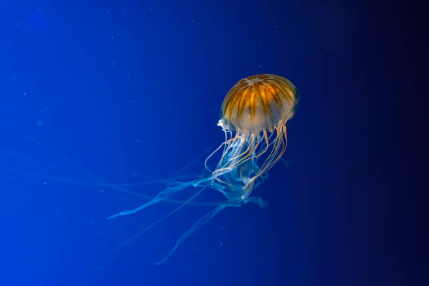 istock Jellyfish swimming underwater aquarium pool. 1485037521