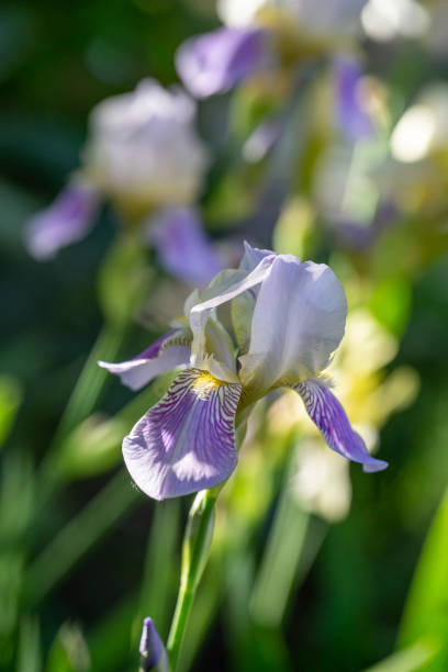 istock Big purple iris on a sunny summer day macro photography. 1485037917