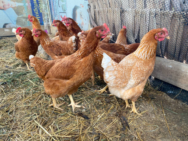 istock red and brown chicken. Raising laying hens for cooking. 1485039572