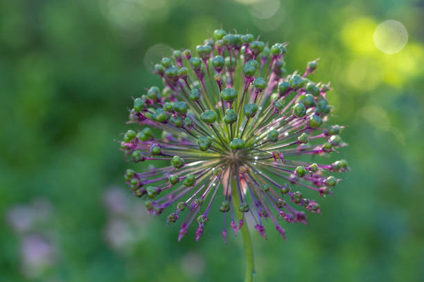 晴れた日に緑色の背景マクロ写真に巨大なタマネギ。 - vegetable garden green ground flower head ストックフォトと画像