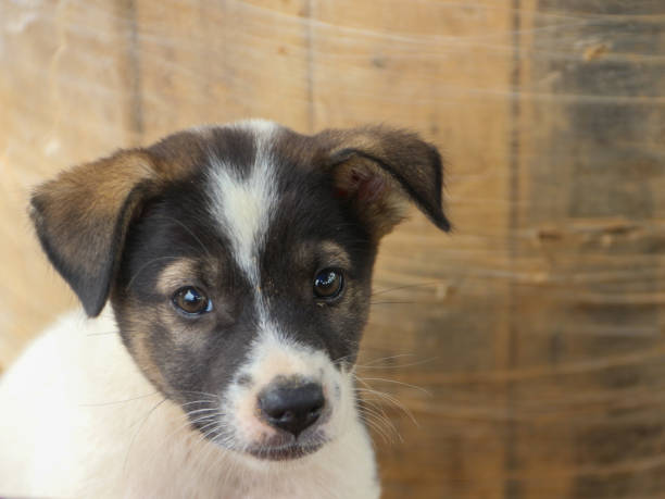 istock Thailand's local dog. cute puppy 1485041393