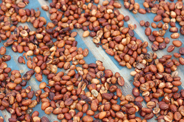 istock Drying Robusta coffee beans in Thailand. 1485042502