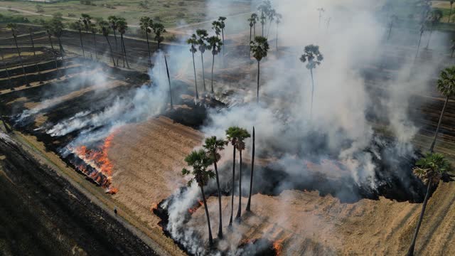 Burning rice plantations