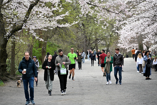 New York City, United States, April 7, 2023 - Tourists, joggers, walkers and cyclists in springtime Central Park New York.