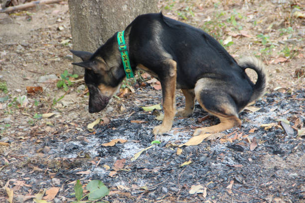 istock Thailand's local dog. cute puppy. 1485043072