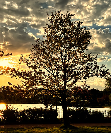 Silueta de un árbol en la orilla de un lago al atardecer photo