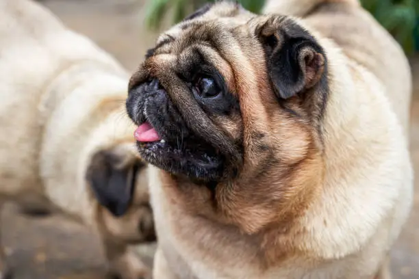 Photo of Close-up of two cute pugs outdoors