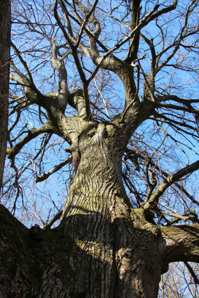 istock There is an old linden tree in the forest 1485043636