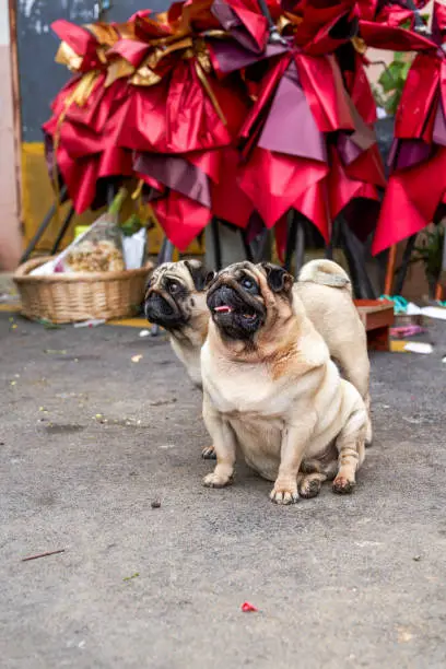 Photo of Close-up of two cute pugs outdoors