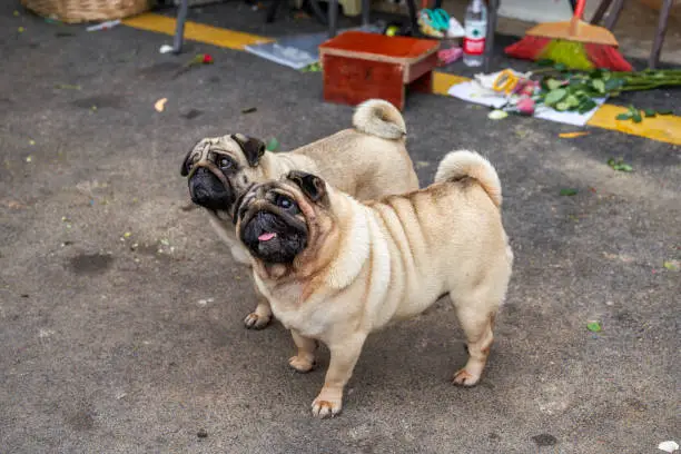 Photo of Close-up of two cute pugs outdoors