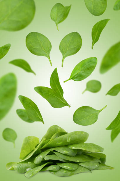 istock Levitation of spinach leaves on a green background. 1485043914