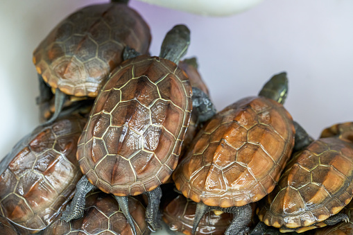 Close-up of baby turtles for sale at flower and bird market