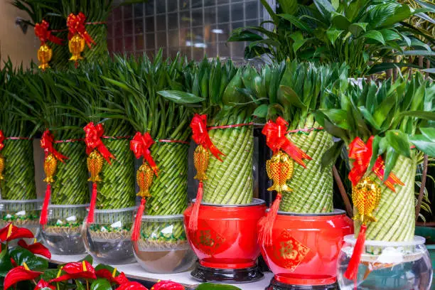 Chinese New Year lucky and lucky bamboos for sale at the flower market