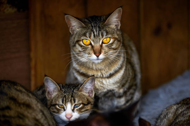 istock A cute grey striped Chinese pastoral cat 1485044798