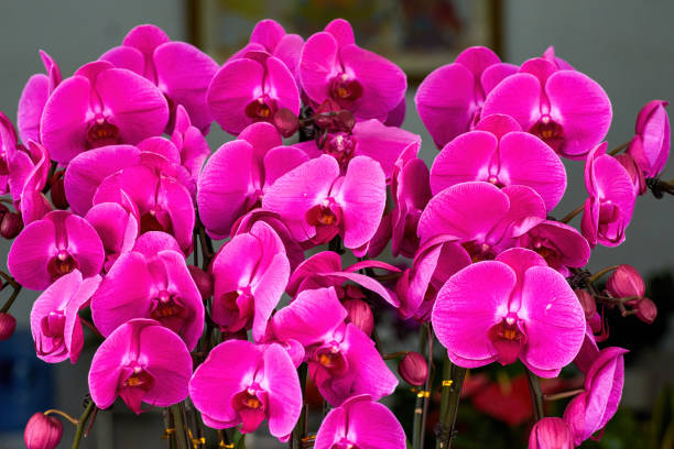istock Close-up of a beautiful blooming phalaenopsis 1485044948