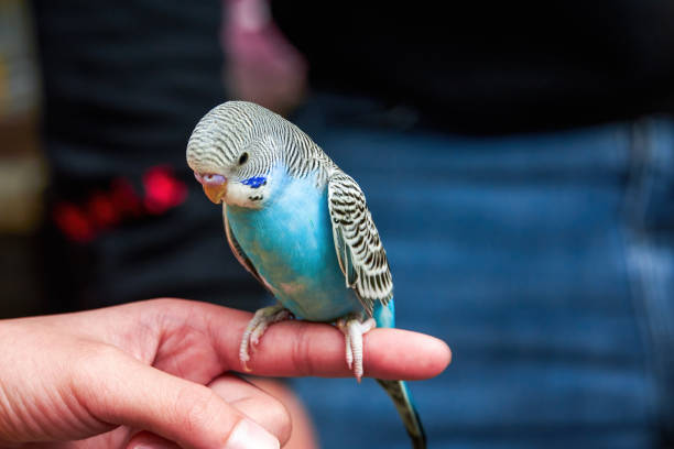 istock A cute blue parrot stands on a human finger 1485045218