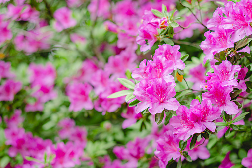 Vertical extreme closeup photo of green leaves and vibrant pink buds and flowers growing in an Azalea shrub in a garden after a Spring shower of rain.