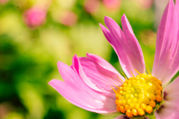 Cosmos flower on green grass background with copy space for text.