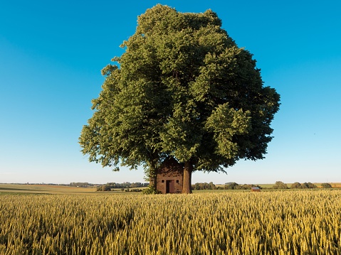 An idyllic countryside scene with a tall tree standing in a vast wheat field