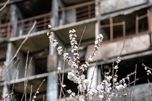 white flowers against the background of destroyed and burnt houses