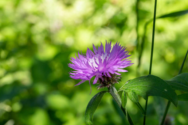 istock Blooming cornflower blue on a summer sunny day macro photography. 1485049783