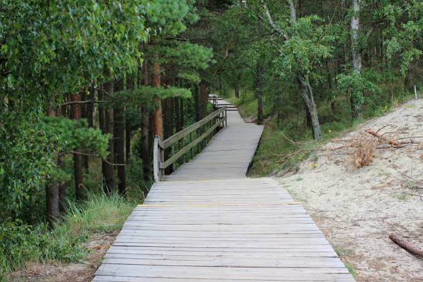 istock path among the trees lined with wooden planks 1485050499