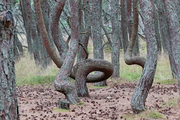 istock dancing forest trees, curved in an unusual shape 1485050555