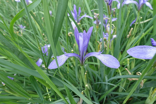 Close up of purple flower of Iris sibirica in May