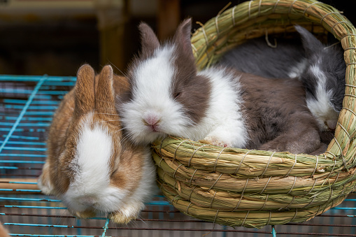 A protective rabbit mama next to her baby standing in a barn.