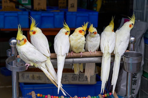 Row of white parrots standing on branch
