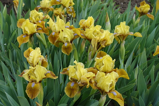 A lot of yellow flowers of dwarf bearded irises in April