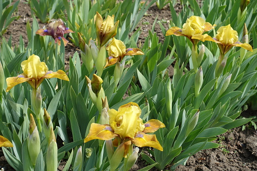 Multiple yellow flowers of dwarf bearded irises in April