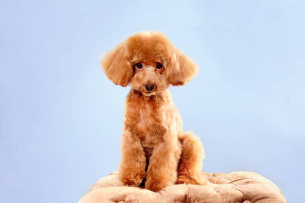 Apricot poodle puppy sits on a blue background with a beautiful hairstyle Apricot poodle puppy sits on a blue background with a beautiful hairstyle. poodle color image animal sitting stock pictures, royalty-free photos & images