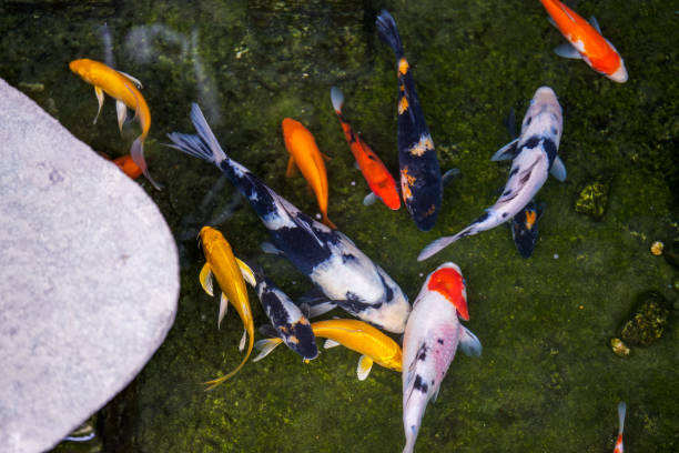 istock Beautiful racing class koi in a moss fish pond 1485051287