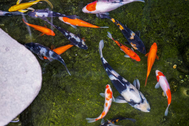 istock Beautiful racing class koi in a moss fish pond 1485051321