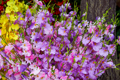 Flower - Purple Beardtongue Flower (Macro) against a blur background.