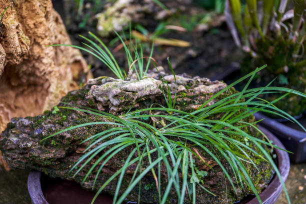 istock Moss and grass plants growing on stones 1485051995