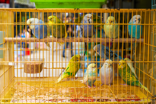 A cage of cute parrots for sale in the flower and bird market