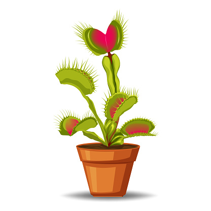 Venus flytrap is a carnivorous plant that captures insects with its hinged leaves and digestive enzymes, using them as a source of nutrients.