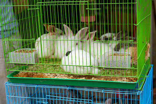 Cute rabbits for sale in pet store