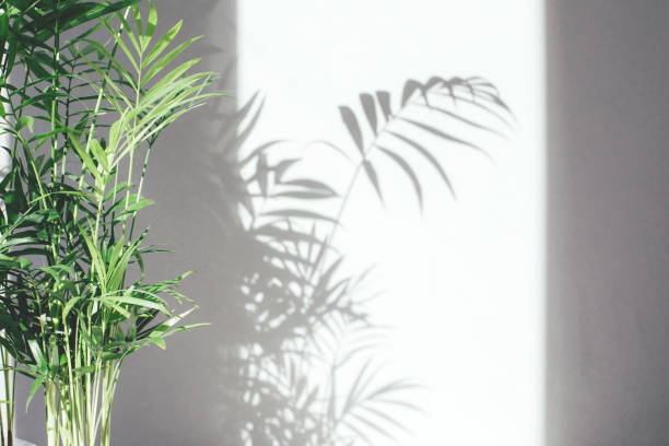 istock Green branches of a decorative palm tree with a shadow on a gray background. Natural background 1485052929