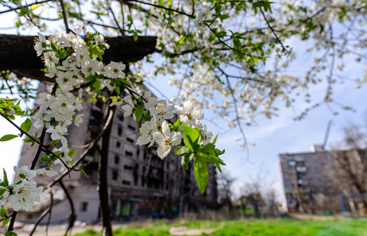 white flowers against the background of destroyed and burnt houses