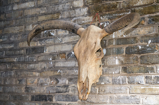 Close-up of a sheep skull with horns