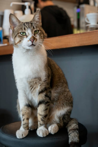 istock Cute little cat with green eyes 1485056780