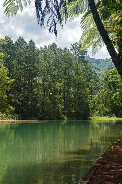 istock a forest filled with lots of trees next to a water way 1485059196