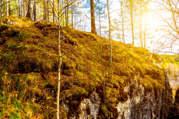 istock Sunset Sunrise In Atumn Coniferous Forest Trees. Nature Woods. 1485059257