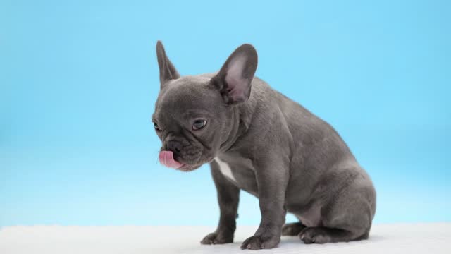 4K adorable cute grey french bulldog dog is sitting and looking aside, licking his nose muzzle, and chewing food on blue background. funny pets
